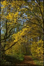 comp_Herbst Goldenes Tor.jpg