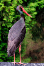 DSCF6339.jpg
