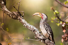 Yellow Billed Hornbill.jpg