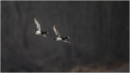 D05_7108+ mkl1,5 V.jpg