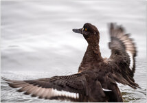 D05_6292+ mkl1,5 V.jpg