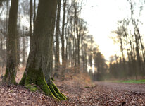 IMG_1web1_4622_stitch.jpg