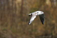 DSC01239.jpg