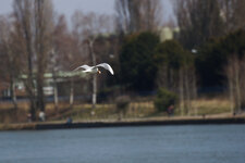 DSC01226.jpg
