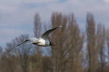 DSC01251.jpg