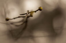 IMG_9583.jpg