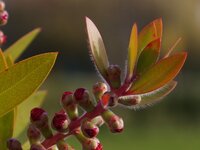 IMGP2325-crop.JPG