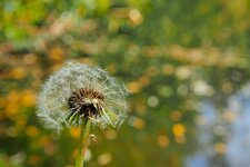 Pusteblume.jpg