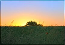 comp_baum_sonnenaufgang.jpg