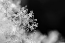 Snow flakes (edited).jpg