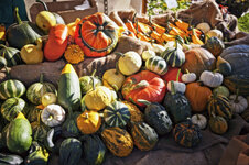 Kuerbisse2.jpg
