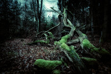 WaldBruch.jpg WaldBruch.jpg