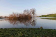 Hochwasser Rees 12.2023.jpg