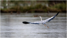 NZ9_5422+b mkl1,5.jpg