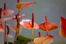 0I3A5717-Enhanced-NR-2.jpg