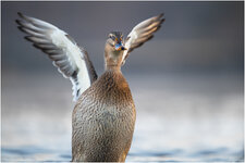 NZF_5110+ mkl1,5.jpg