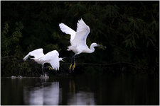 NZ9_7533+b as mkl1,5.jpg