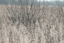 Vogel?-2 (1 von 1).jpg