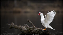 NZ9_4345+ mkl1,5.jpg