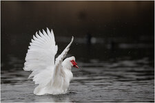 NZ9_4320+ mkl1,5.jpg