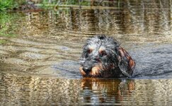 DSC00401swimming dog Hund Schwimmt #47 10.04.20+.JPG