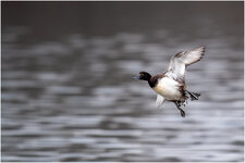 D05_7063+ as D mkl1,5.jpg