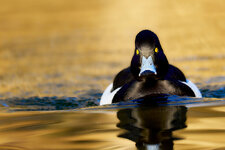 23.die Welle - Angriff der Anatidae.JPG