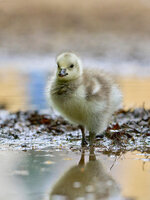 22.Kanadagans Küken.JPG