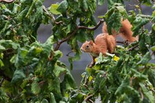 Eichhörnchen_MG_0955.jpg