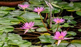 PXL_20231012_Tropische Seerosen Botanischer Garten 2023 1920.jpg