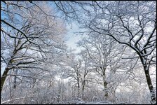 comp_Endlich Schnee.jpg