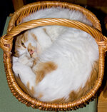 Cat-Basket.jpg