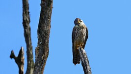 DSC_5120_ebv6.jpg