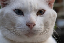 DSC_6079_crop.JPG