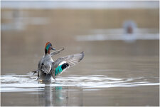 NZ9_1816+ mkl1,5 D.jpg