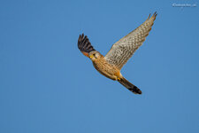 _DSC2450-1.jpg