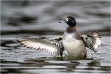 NZ9_4431+ mkl1,5 D.jpg