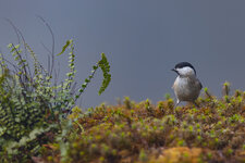 20240205_101420_birds_7.jpg