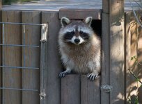 comp_waschbär-8903.jpg