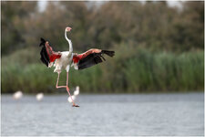 Z62_4441+ mkl2 V.jpg