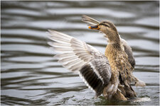 NZ9_4639+ mkl2,5 DxO_DeepPRIMEXD.jpg