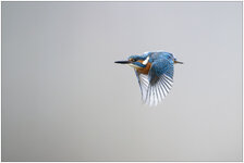 NZ9_5931 b mkl1,5 D.jpg