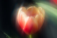 Tulpe.jpg