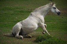 Horse-3.jpg