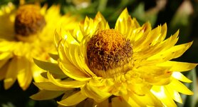 Strohblume_2.jpg