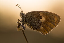 Kleines Wiesenvögelchen (Coenonympha pamphilus)_Q22A7465.jpg