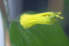 Passiflora Citrina.jpg
