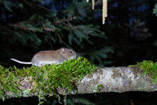 20240215_072230_camera_trap_19.jpg