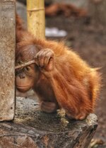orang1.jpg