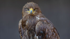 Adler Schloss Tambach-.jpg